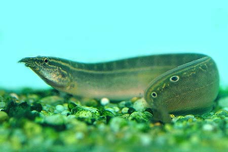 Eel - Spiny Peacock Eel - Spiny Peacock